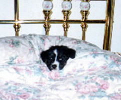 [ Katie Dog ]